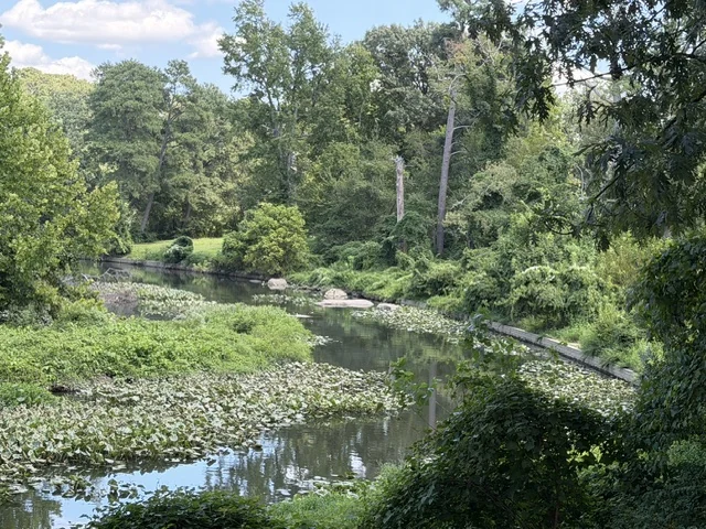 Pond covered in lily pads at Joseph Bryan Park near Lakeside, Henrico County